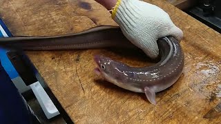 Adults Only : Japanese LIVE EEL Killing and Cleaning Skills