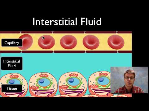 Interstitial Fluid