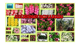 A101 ÇİÇEKLERLE DOLDU TAŞTI DİKENLER TACI SALON BİTKİLERİ YAPAY ÇİÇEKL