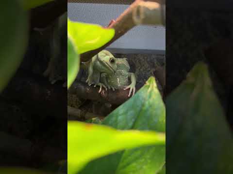 IUCN分類における絶滅の危険性を示す図。