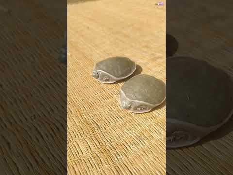 20 Nakhun Kachua | Care of an Indian flap shell turtle |Softshell turtle rescue|सोफ्टशेल कछुआ| কচ্ছপ