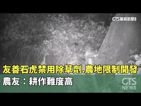 友善石虎禁用除草劑.農地限制開發　農友：耕作難度高