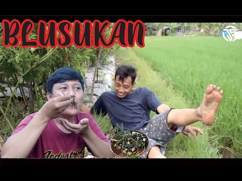 blusukan-tengah-sawah