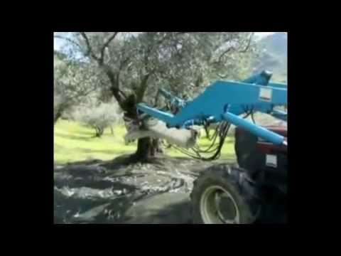 Olio di Zagarise ®   Olio ExtraVergine di Oliva