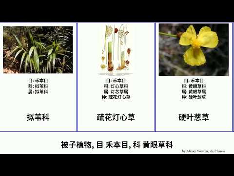 被子植物, 目 禾本目, 科 黄眼草科 angiosperms Poales TrackTribe 疏花灯心草 穗花地杨梅 拟苇科 City Miscellaneous 地杨梅属 四国谷精草