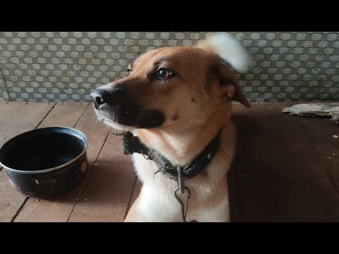 Our Nadan Watch dog Kunjan