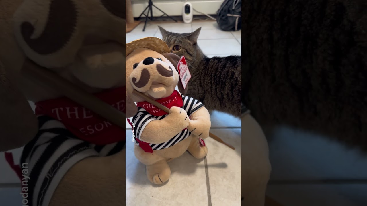 The souvenir we gave our cat #shorts #funny #cat