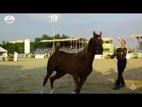 N 136 JAREER AL HAJAR   Bahrain National Day 2020   Stallions 4 6 Years Old Class 9