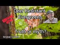 Deer Resistant Evergreens