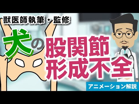猫の股関節形成不全 - 症状と治療