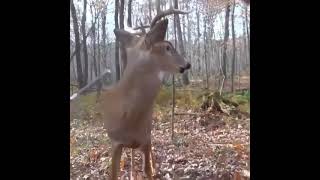 Crazy video of a zombie deer...What would you do❓ obviously something's wrong