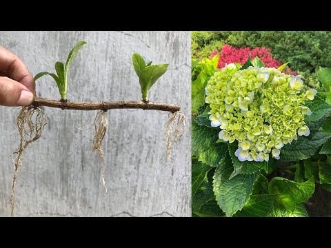 , title : 'Tips for propagating hydrangeas by cuttings'