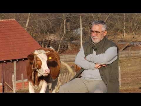 Reč struke ep. 220 20.11.2018. - Zdravstveni problemi u mlečnom govedarstvu