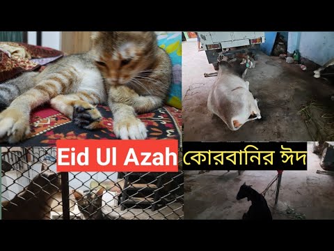 #katworld#eidmubarak#eidulazah#catcute Eid Ul Azah.এই কোরবানি ঈদে মিনির বার্তা।