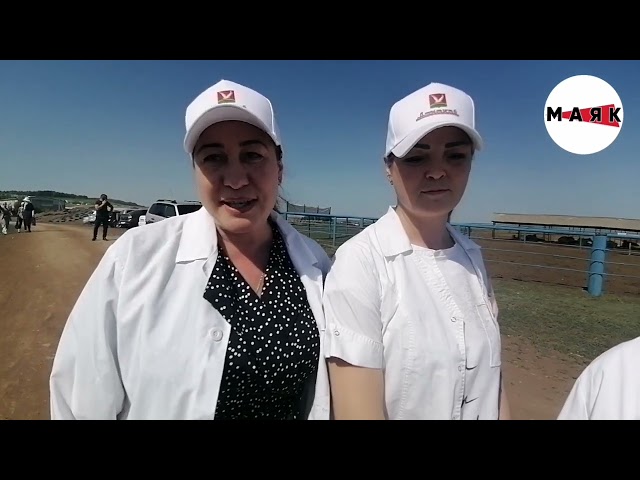 Азнакайда сыер савучылар һәм технологлар ярышты