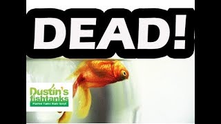 Aquarium Fish DEAD Top 10 FASTEST Ways to KILL Your AQUARIUM FISH