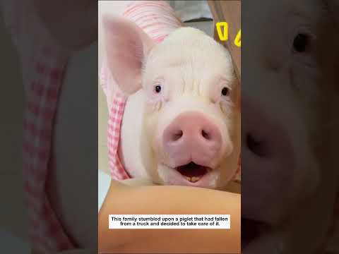 This family stumbled upon a piglet that had fallen from a truck and decided to take care of it.
