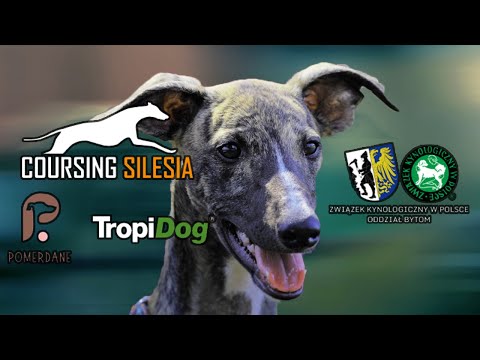 Trening torowy z licencjami. Coursing Silesia, GKS Szombierki Bytom  #whippet #greyhound #dog