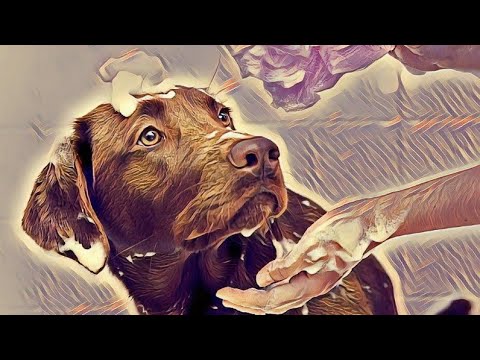 10 most interesting Dog Facts Mind