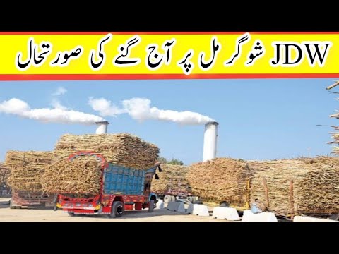 Big Line of Fully loaded Sugarcane Trolleys and tractors outside the mill