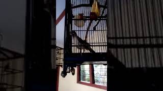 Download lagu Burung cucak timor () burung koak kao mp3