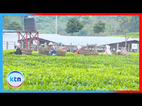 Meru tea farmers threaten to stage protests over proposed new taxes