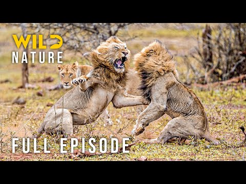 LION DYNASTY - The Exile’s Trial of Survival (Full Episode) | Nature animal documentary