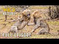 LION DYNASTY The Exile S Trial Of Survival Full Episode Nature Animal Documentary