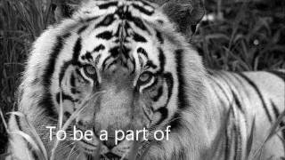 Jonsi - Gathering Stories [We Bought a Zoo] w/ Lyrics