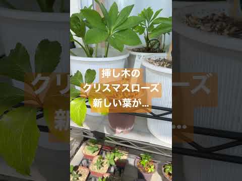 クリスマスローズを再び咲かせるにはどうすればいいですか？私たちのシンプルなアドバイス！  庭園