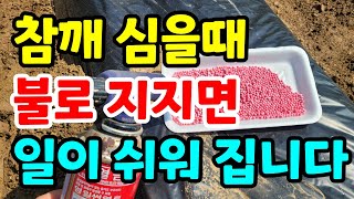 참깨 심는방법 이렇게 심으면 몸이 편해요. 이걸로 덮으면 발아율 100%