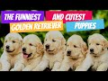 Funniest Cutest Golden Retriever Puppies Cute And Funny Labrador Puppies WATCH FOR LAUGH