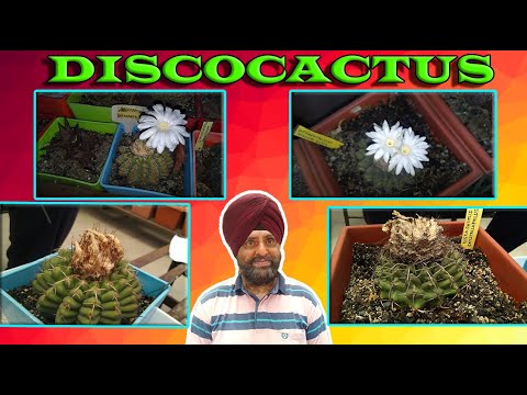 , title : 'Discocactus | Cacti care'
