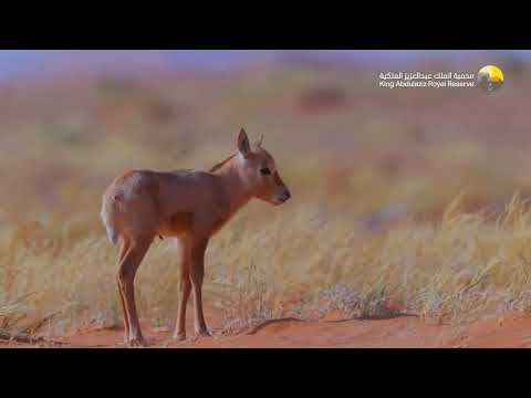 https://youtu.be/B6HQQsTWyl4