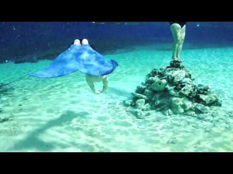 Mermaid Tail Flipper Created by Mertailor