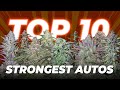 Top 10 Strongest Autoflowering Strains 2022 | Fast Buds