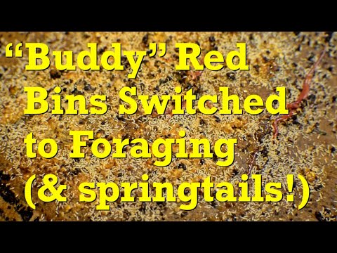 2 oldest actively composting worm bins edge fed & switched to foraging - vermicompost