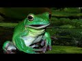 Laughing Frog The Weird Laughing Frog Sounds Of A Crazy Frog