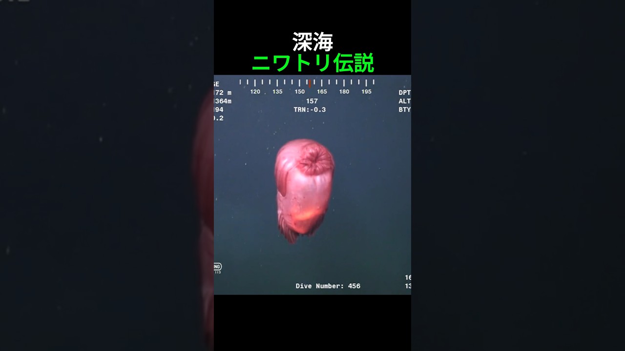 深海のニワトリ伝説