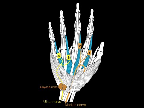 Hand Muscles