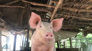 #pig #pigfeed #funnyanimal #animals #farmanimalct #funnyfarmanimal #funnypig #beautifulpig