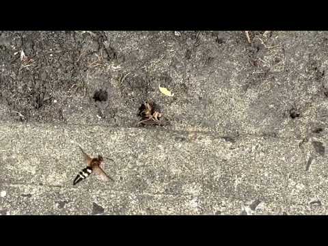 Business Bombarded with Cicada Killer Wasps in Asbury Park, NJ