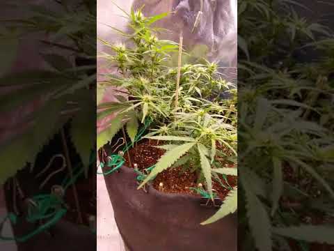 grow #4 runtz autoflower feminized week 3 flowering still underway