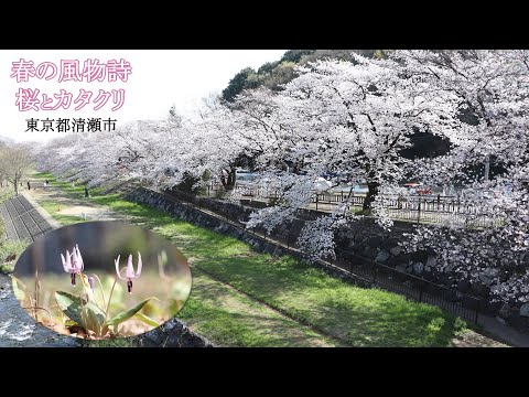 春の風物詩「桜とカタクリ」　東京都清瀬市