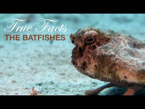 True Facts: BatFishes