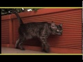 Ocicat - OCICAT e EGYPTIAN MAU trailer documentario (razza felina)