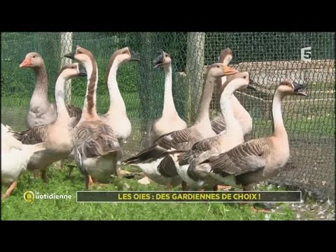 , title : 'Les oies : des gardiennes de choix !'