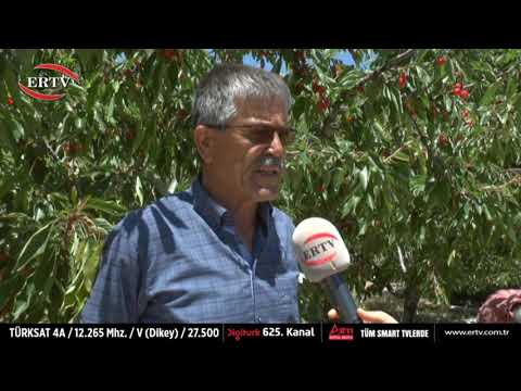 YEŞİLYURT KİRAZINA İHRACATÇI FİRMA TALİP OLDU