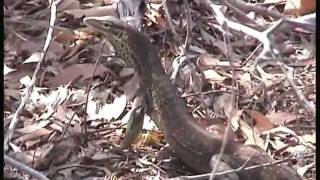 preview picture of video 'Endeavour Great Barrier Reef Cruise from Cairns and Brisbane River Cruise'