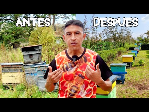 Mistakes I Wouldn't Make If I Were Starting Over (As a Beekeeper)